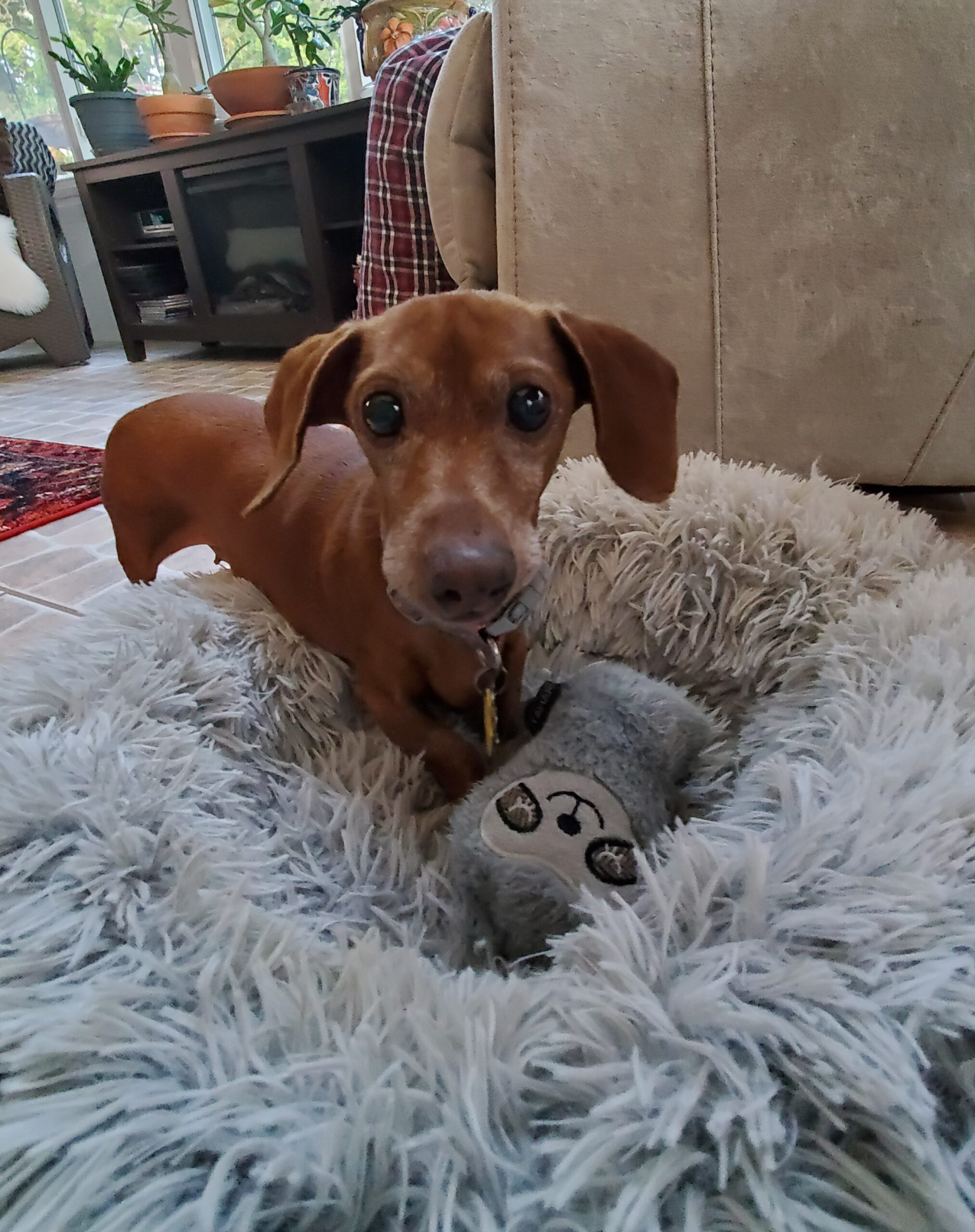 Adoptable Dogs • Low Rider Dachshund Rescue Of Florida