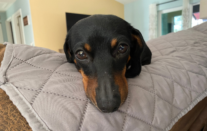 Adoptable Dogs • Low Rider Dachshund Rescue Of Florida