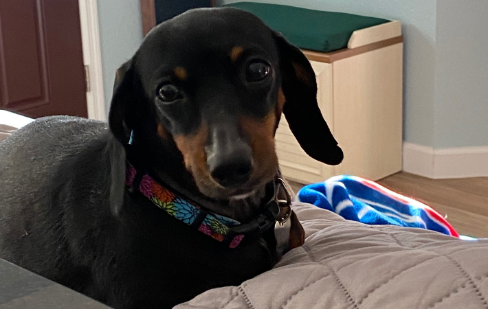 Adoptable Dogs • Low Rider Dachshund Rescue Of Florida