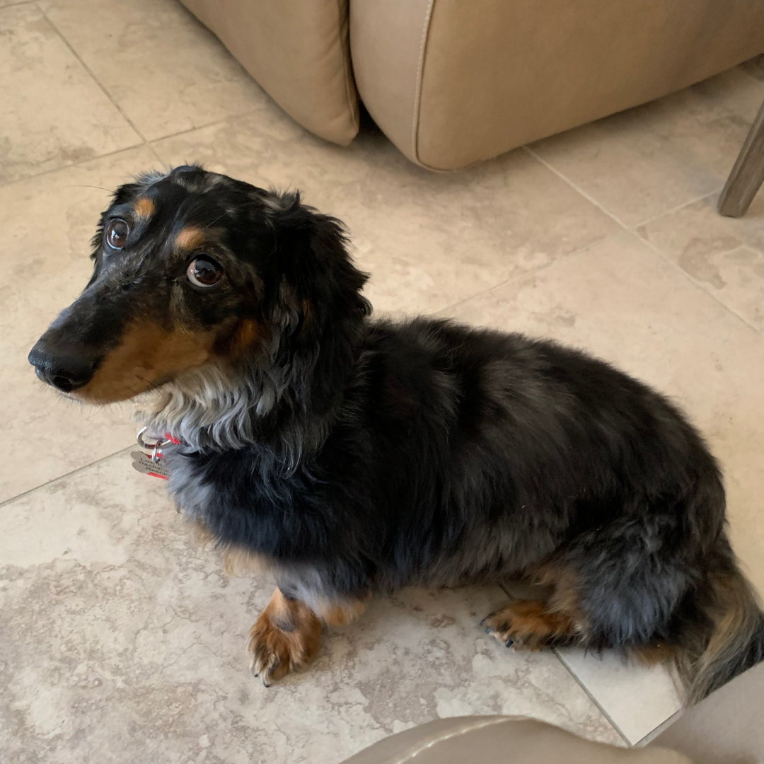 Adoptable Dachshund Kai - Pending Adoption - Low Rider Dachshund Rescue ...