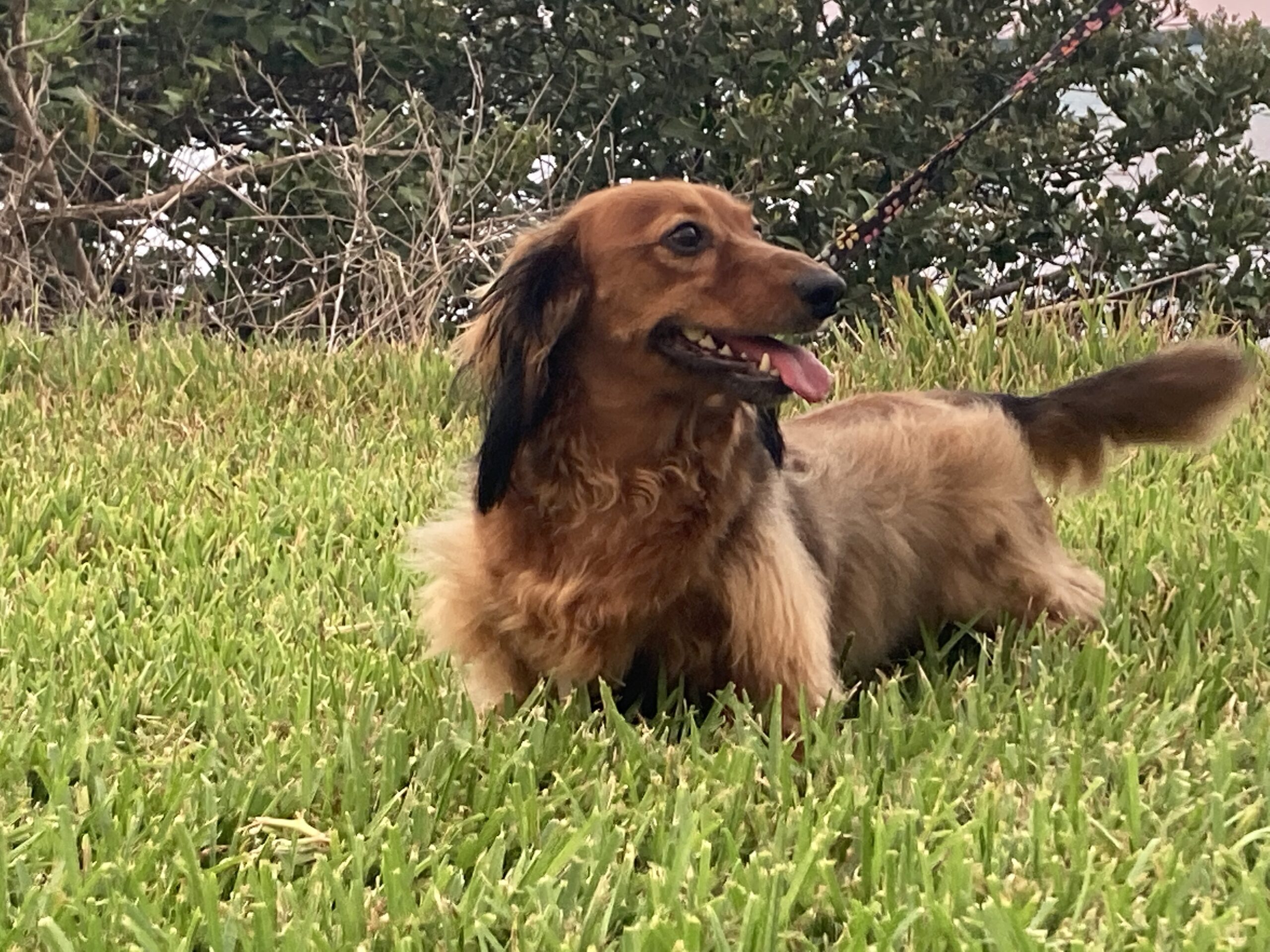 Blog • Low Rider Dachshund Rescue Of Florida