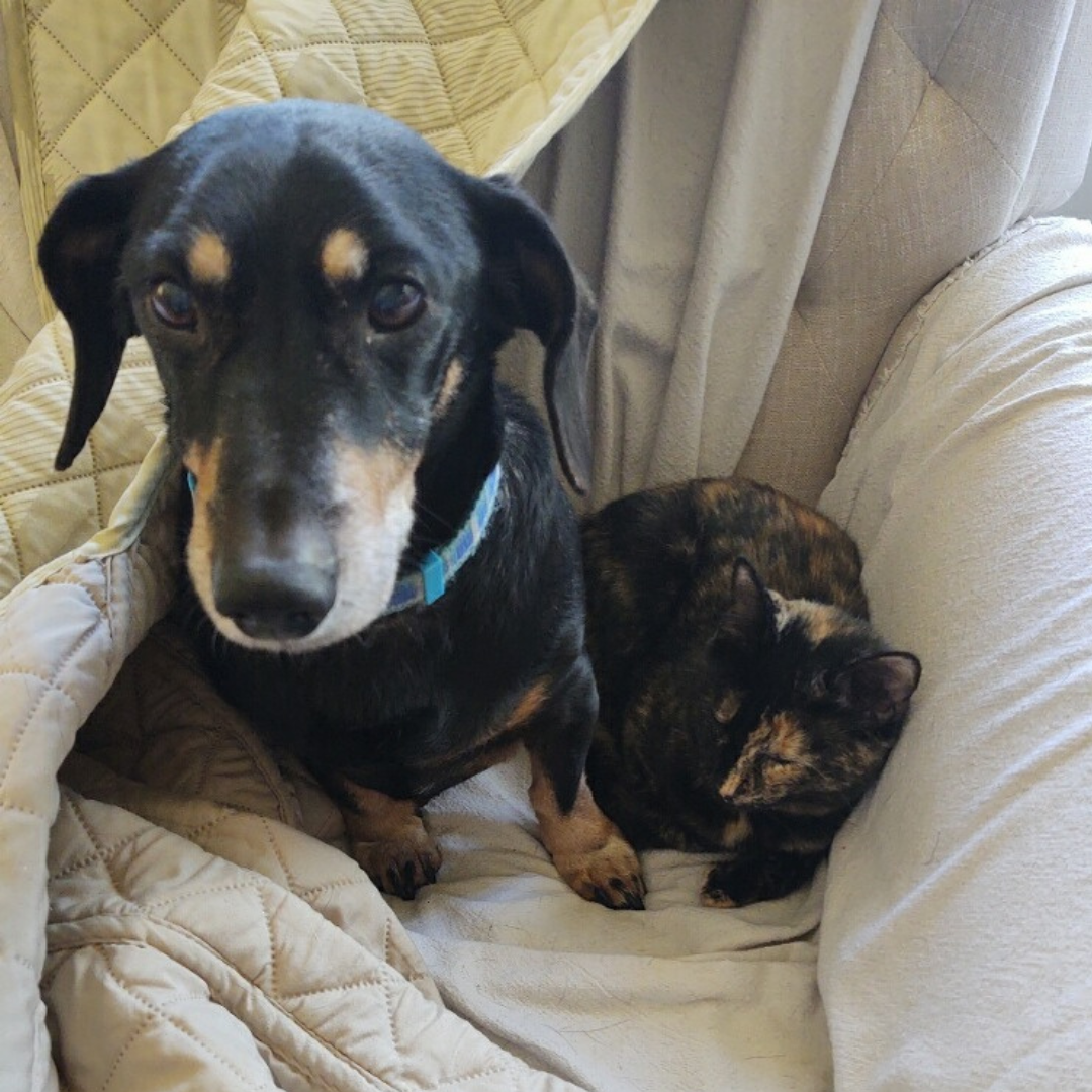 Adoptable Dachshund Chopper - Adopted - Low Rider Dachshund Rescue FL