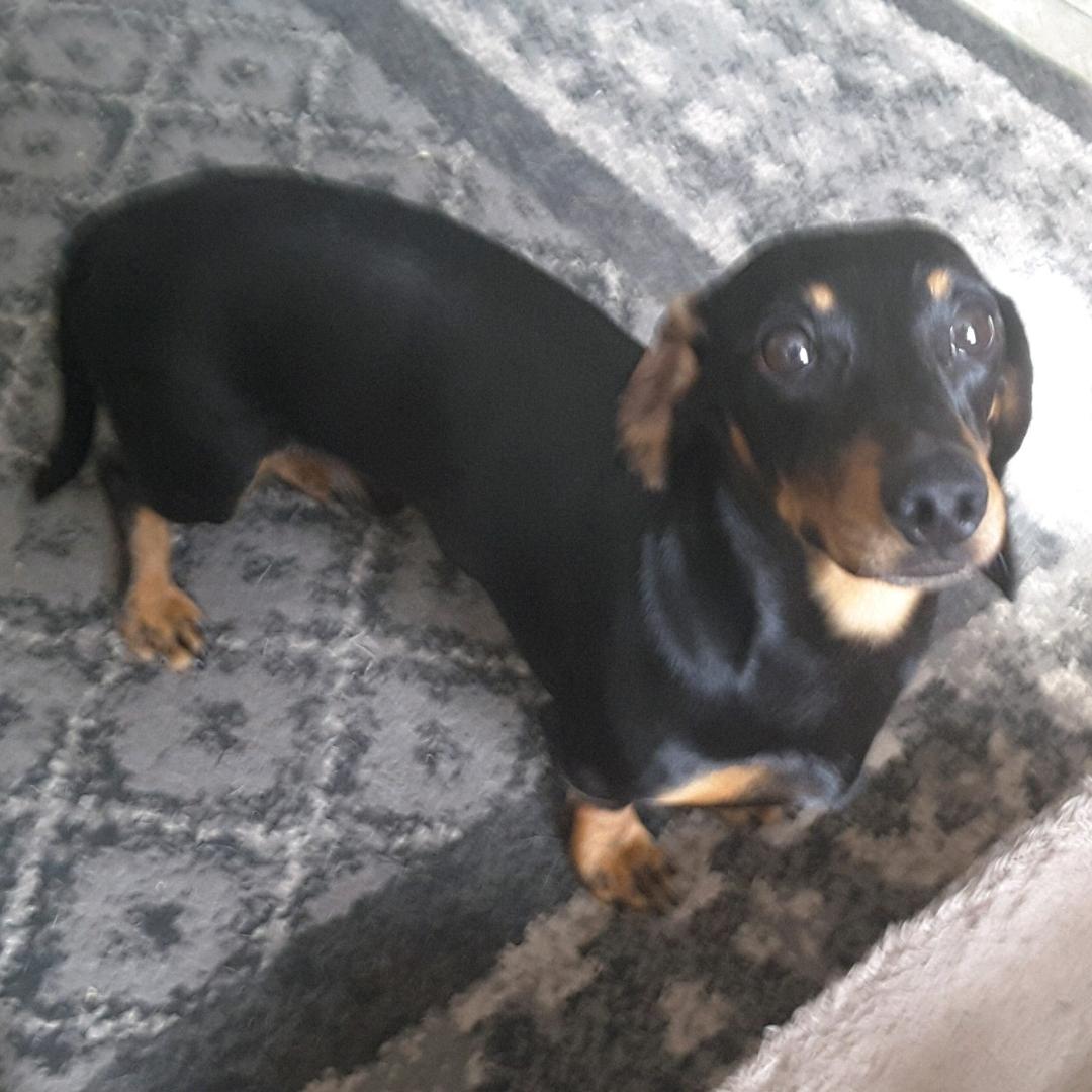 Blog - Low Rider Dachshund Rescue Of Florida