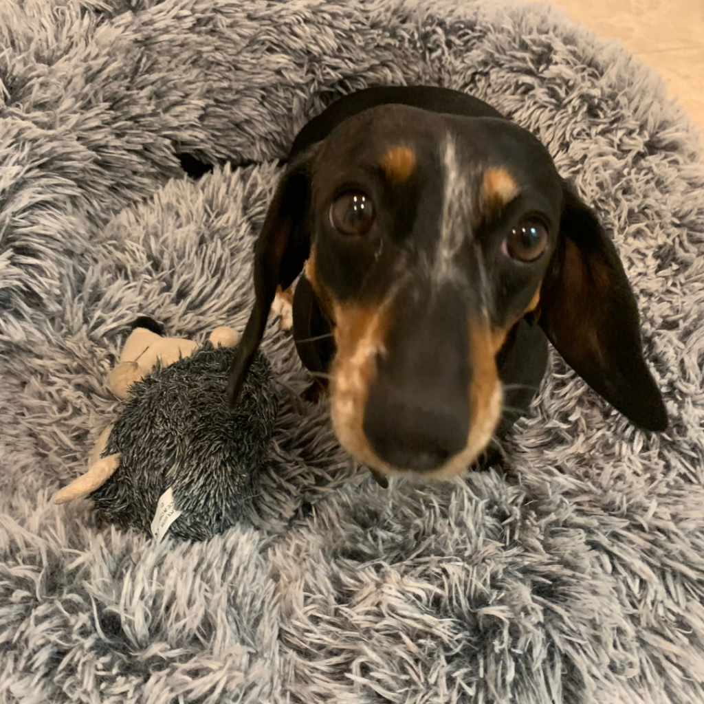 Adoptable Dachshund Brooklyn - Adopted - Low Rider Dachshund Rescue Of ...