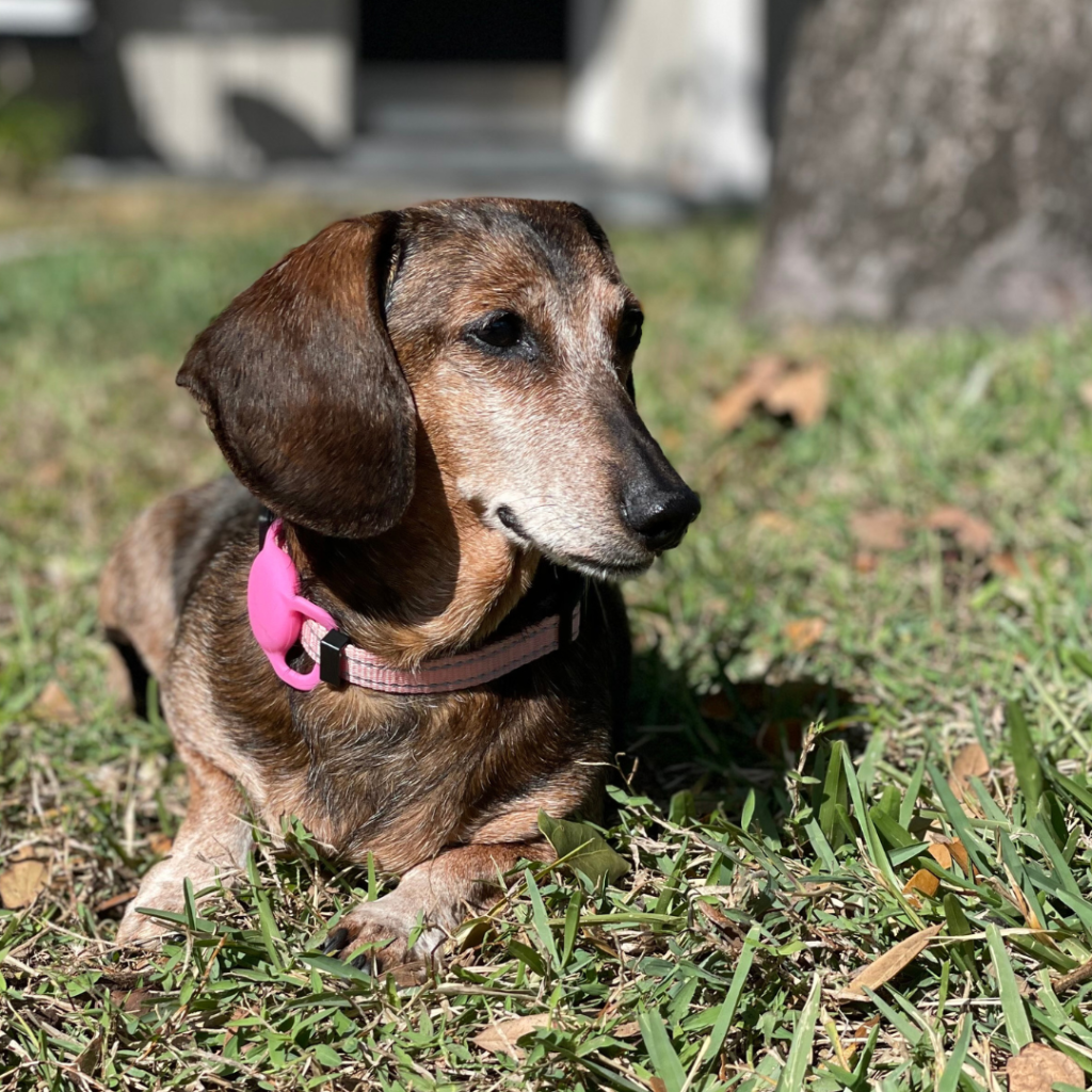 Adoptable Dachshund Lia - Adopted - Low Rider Dachshund Rescue Of Fl