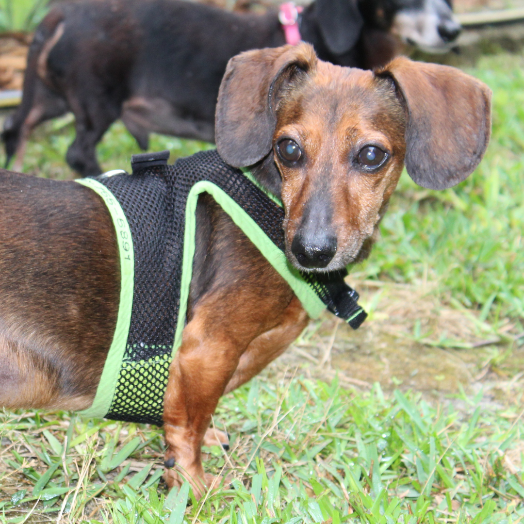 Blog - Low Rider Dachshund Rescue Of Florida