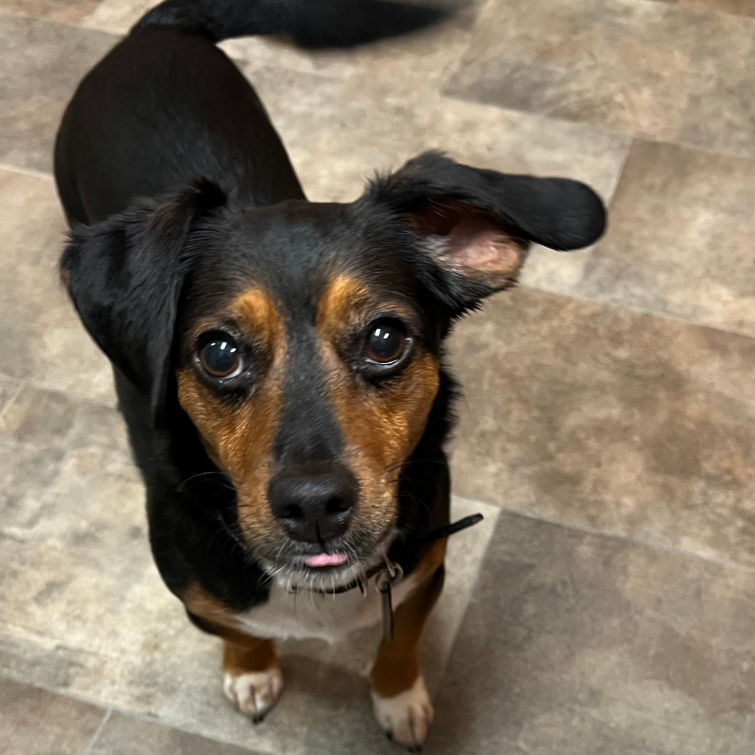 Adoptable Mix Bijou- Adopted - Low Rider Dachshund Rescue of Florida