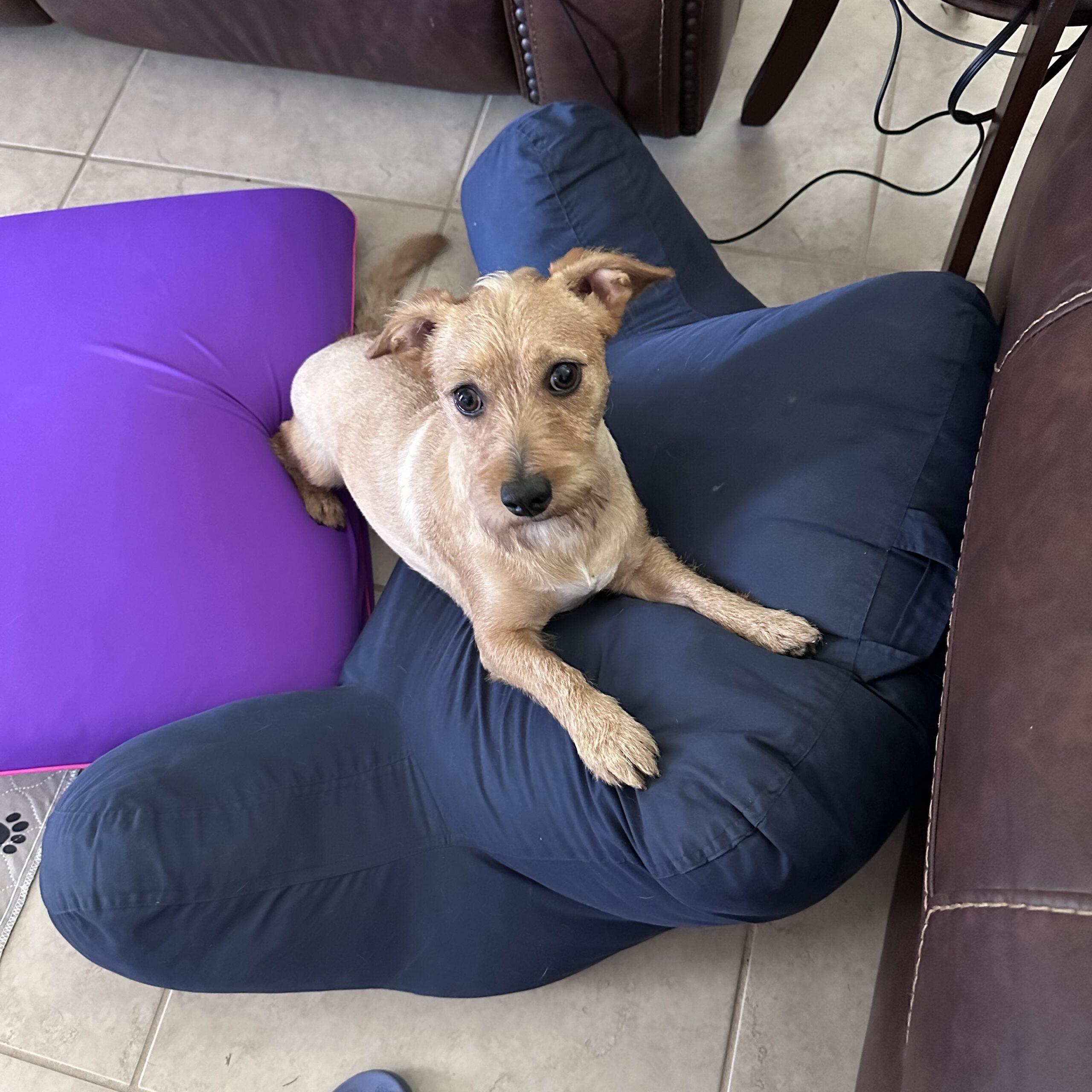 Adoptable Mix Maddox - Adopted - Low Rider Dachshund Rescue of Florida