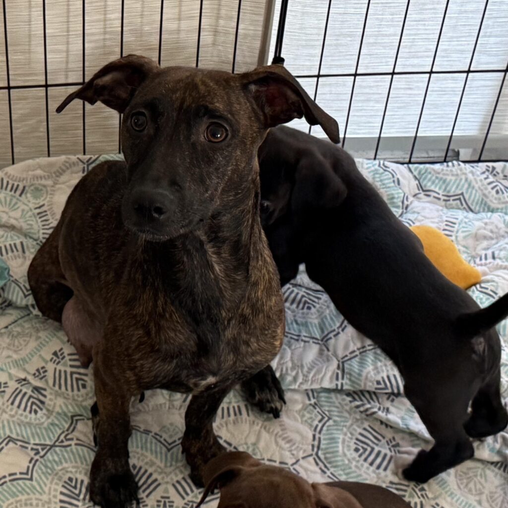 Adoptable Dachshund Mix Puppies - ALL ADOPTED - Low Rider Dachshund ...