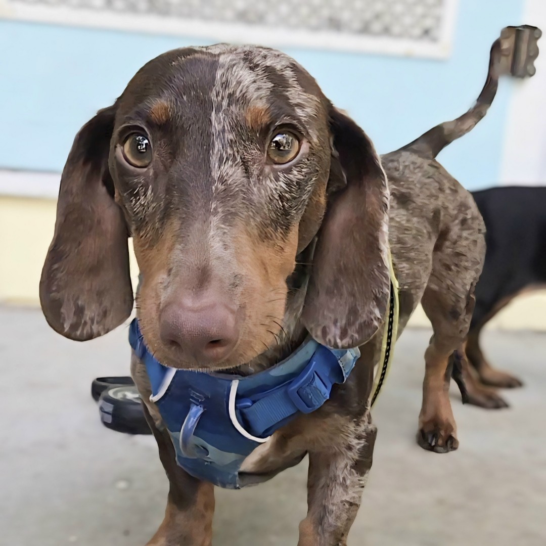 Adoptable Dachshund Herman - ADOPTED - Low Rider Dachshund Rescue